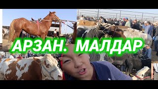 ЖЫЛҚЫ СИЫР ҚОЙ БАҒАСЫ | АБАЙ МАЛ БАЗАРЫ | livestockmarket  | Мал базар 2024