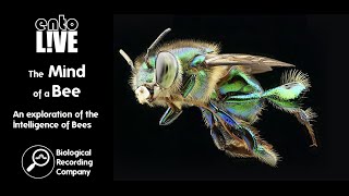 The Mind of a Bee: An Exploration of the Intelligence of Bees