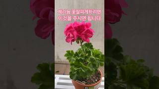 제라늄꽃잘피게 하려면 이것을 넣어주세요 #shorts