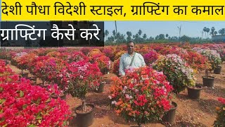 देशी पौधा विदेशी स्टाइल || multi Colour Bougainvillia granting