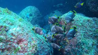 八丈島水中生物動画～捕食型ユウゼン玉の季節～