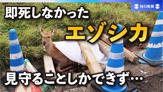 事故で即死しないエゾシカ、見守ることしかできない苦悩　北海道で多発