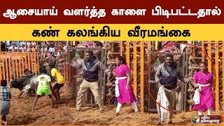 ஆசையாய் வளர்த்த காளை பிடிபட்டதால் கண் கலங்கிய வீரமங்கை | Jallikattu | PTSpl