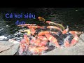 NTK Vlogs - Cá koi siêu đẹp