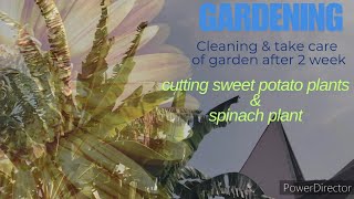 Gardening - cut & cleaning plants in the garden