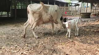 বাঘাবাড়ি মিল্কভিটার হলিষ্টিয়ান ফিজিয়ান।