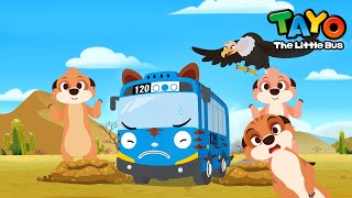 The Best Lookout, Meerkat! l Safari Bus Tayo l Learn Animals with Tayo & Vehicles