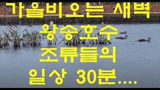 # 가을비 오는 날 새벽 왕송 호수 조류들의 일상 30분...