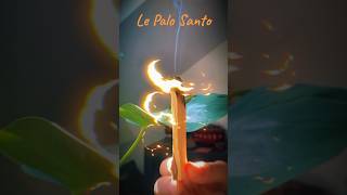 Propriétés du Palo Santo