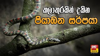 කලාතුරකින් දකින පියාඹන සර්පයා - A rarely seen flying snake