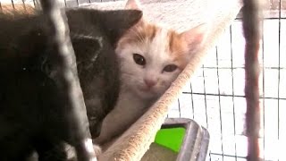 落ちた子猫を救出！猫の命を救う場所へ・・きっと驚く所ですよ！ Kitten Rescue