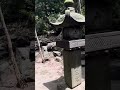 【上の宮八幡神社】北寺尾村の鎮守社⛩ shorts