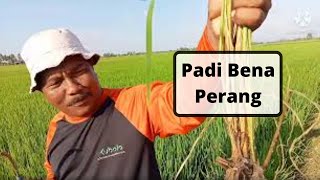 Sembang Bang Chin|Padi BENA PERANG|