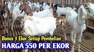 Harga Kambing Termurah Di Kandang Facio Farm Bonus 3 Ekor Setiap Pembelian