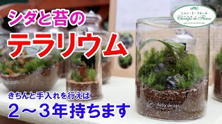 【シダと苔のテラリウム教室】講習会の模様をお届け【shida design】