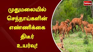 முதுமலையில் செந்நாய்களின் எண்ணிக்கை திடீர் உயர்வு!