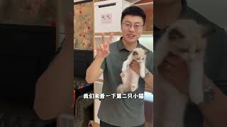 你知道你家猫咪是传统系还是新脸版吗？