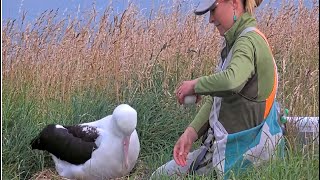 Royal Albatross ~ WE HAVE A PIP In RoyalCam Egg! 🎉 Julia Takes Egg To Incubator To Hatch! 1.24.25