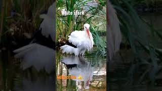 White stork