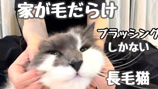 【ノルウェージャンフォレストキャット】猫ブラッシング中に乱入してくるリチャード💦邪魔するでない！全ては毛玉のためだ❗️