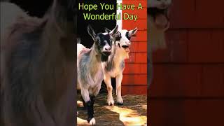 Funny Goats to make you Laugh #shorts