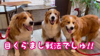 《ピレバニ プチオフ会》グレートピレニーズ