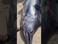 300kg കൊമ്പന്റെ ലേലം.11.01.2025..2pm vizhinjam fish kadalkara viralvideo