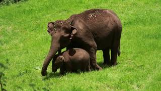 Munnar elephant family  video / மூணாறில் ஒரு அழகிய யானை குடும்பம்