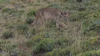 Encounter  with Puma in Patagonia（パタゴニアのピューマ）