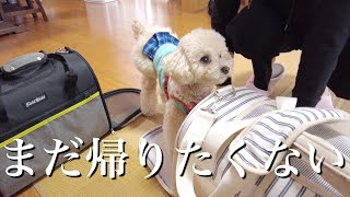 パパの実家が楽しすぎて帰りたくないと駄々をこねる犬ｗ【トイプードル】