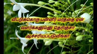 வீட்டுக்கொரு பன்னீர் மரத்தை ஏன் வளர்க்கனும்னு தெரிஞ்சா ஆச்சரியப்படுவீங்க!!