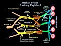 brachial plexus anatomy and branches