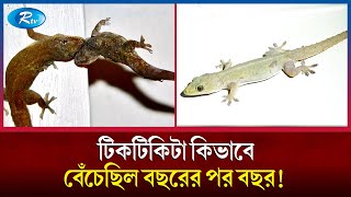 ক্ষুদ্র প্রাণীর জীবন থেকেও আমাদের শেখার আছে অনেক কিছু | Tiktiki | Rtv News