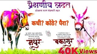 bailgada premi maharashtra | bakasur vs mathur | बकासुर विरूद्ध मथुर #video #viral #bailgadasharyat