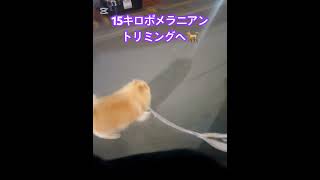 15キロポメラニアン🐕トリミングへ