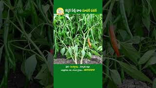 ఒకటే తడి, పూత వెంటనే కాయ అవుతుంది #shorts #reels #agriculture #chilliseeds #farming