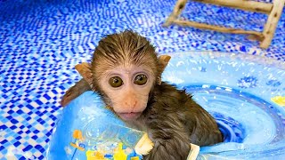 Baby monkey Bim Bim playing at the pool with puppy and duckling in the garden   Baby Monkey Anima