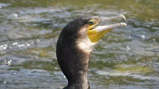 カワウGreat Cormorant（河鵜、川鵜、学名: Phalacrocorax carbo）カツオドリ目（以前はペリカン目に分類。Sibley分類ではコウノトリ目）ウ科　DSCN5556