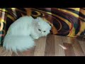 Charming Persian Kitty in a Luxurious White Fur Coat Josephine