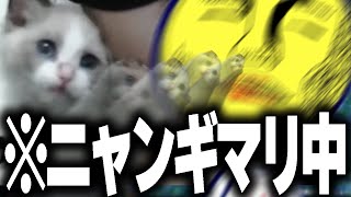 【猫吸い】配信中ニャンギマリするあっさりしょこ【あっさりしょこ/切り抜き】【2024/01/26】【風来のシレン6とぐろ島探検録/雑談】