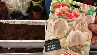 Wie bepflanze ich meinen Balkonkasten mit Knoblauch, Schalotten und Zwiebel // Gartenschlau.com