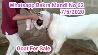 How To Buy And Sale Your Goat Through Whatsapp Bakra Mandi No 62 Livestock Market