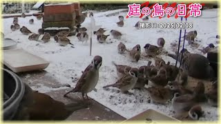 【庭の鳥の日常】(25,02,08) シロハラさん 常連になりますか