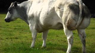 Belgian Blue