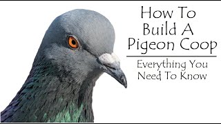 How To Build A Pigeon Coop