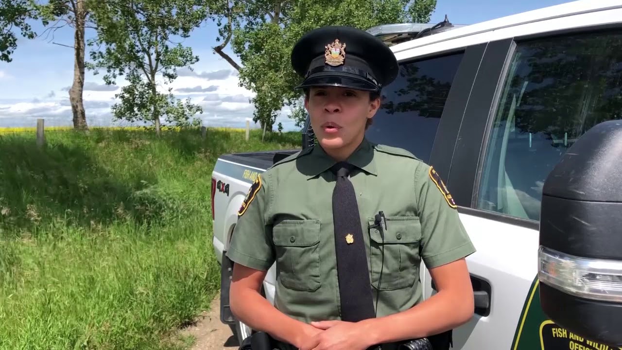 Women In Alberta Fish And Wildlife Enforcement Branch - YouTube