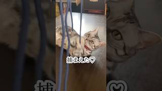 紐遊びに夢中になり過ぎて、あそこが開いちゃった猫。#shorts #猫 #アメリカンショートヘア #cat #ねこ #アメショのあめちゃん #アメショ #アメショー