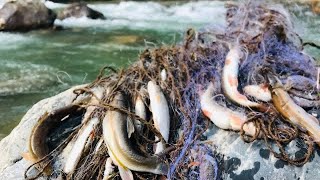 Traditional Fishing Style in Nepal at Daramkhola || असला माछा ||