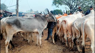 ৩/২/২৫/আমদানি বেশি হওয়ার কারণে কিঞ্চিত পরিমাণে কমে গেল, ইন্ডিয়ান বর্ডার ক্রস হরিয়ানা বলদ গরুর দাম