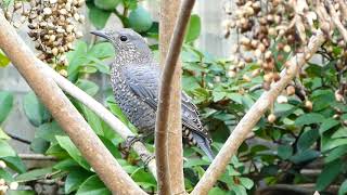 木の実を食べるイソヒヨドリ雌②